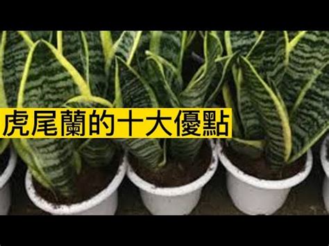 擺放虎尾蘭風水